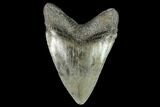 Serrated, Fossil Megalodon Tooth - Georgia #104566-2